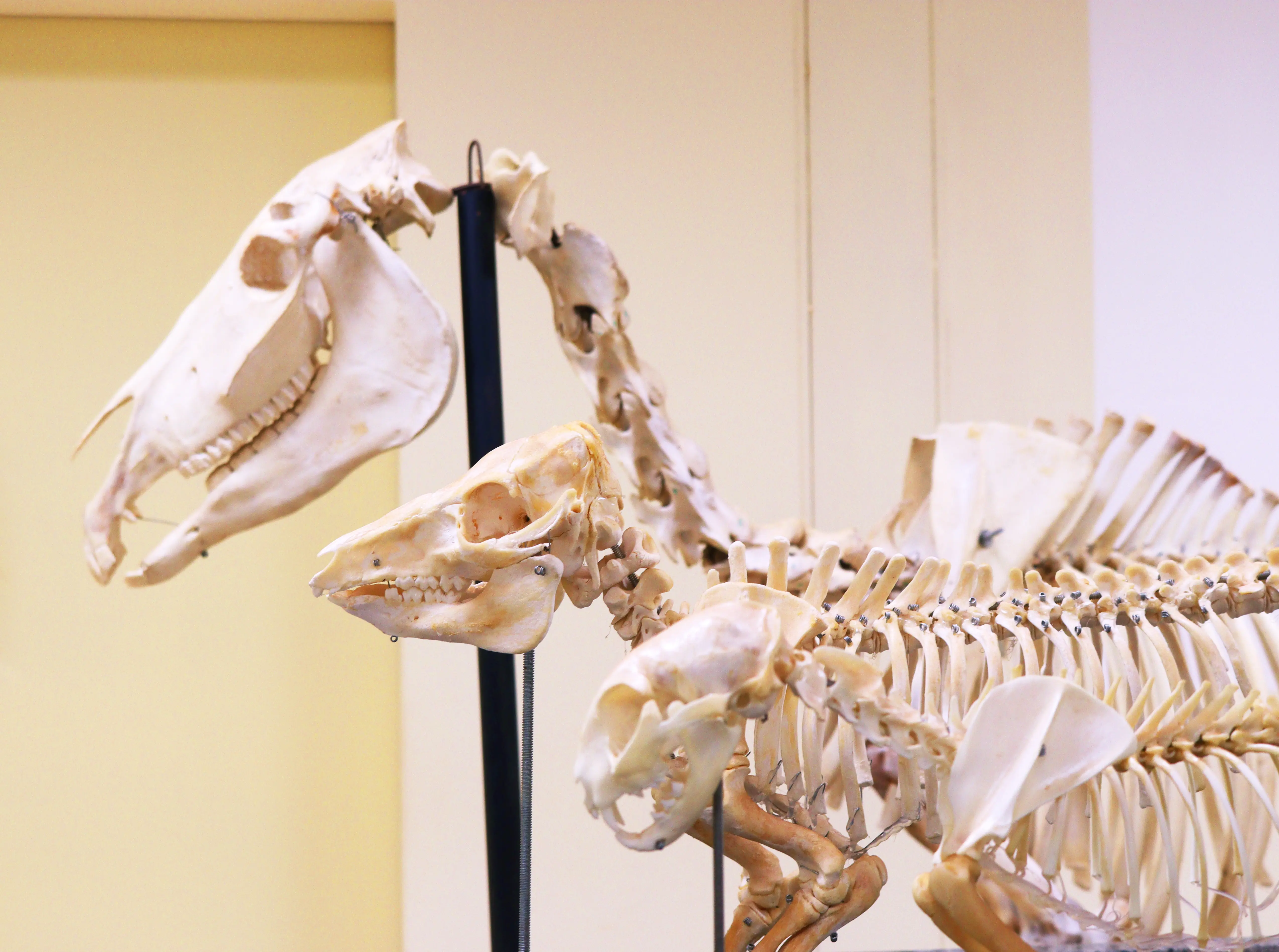 Imagem da estrutura do UNIFEB, slide 9